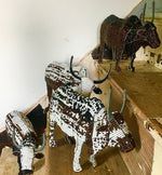 Load image into Gallery viewer, BOA Nguni cow