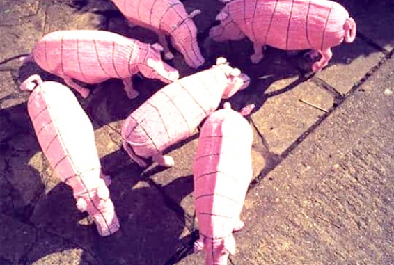 Boa pigs