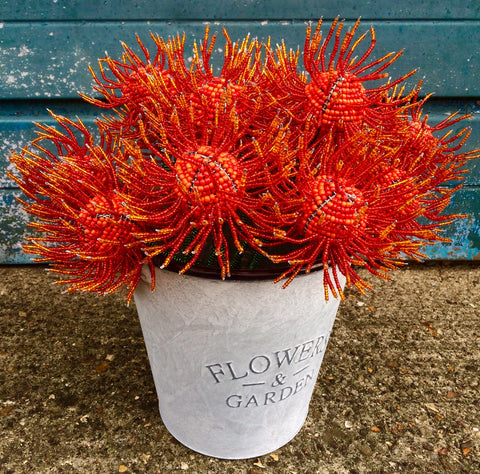 BOA Pincushion Protea